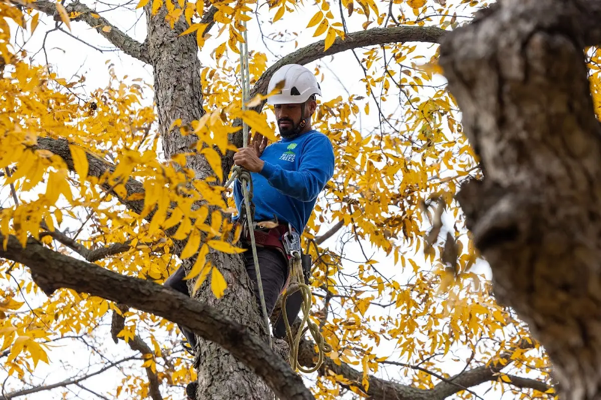 Skilled Tree Planing crew working in Shenandoah